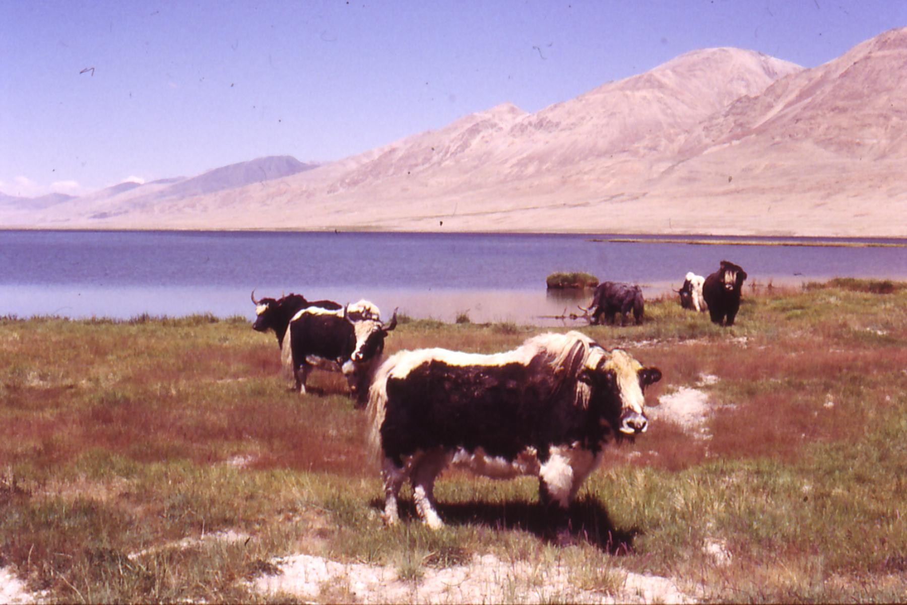 vaches