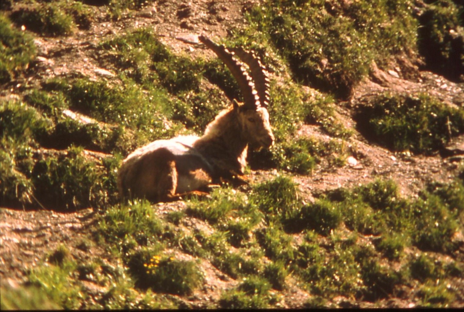 markhor